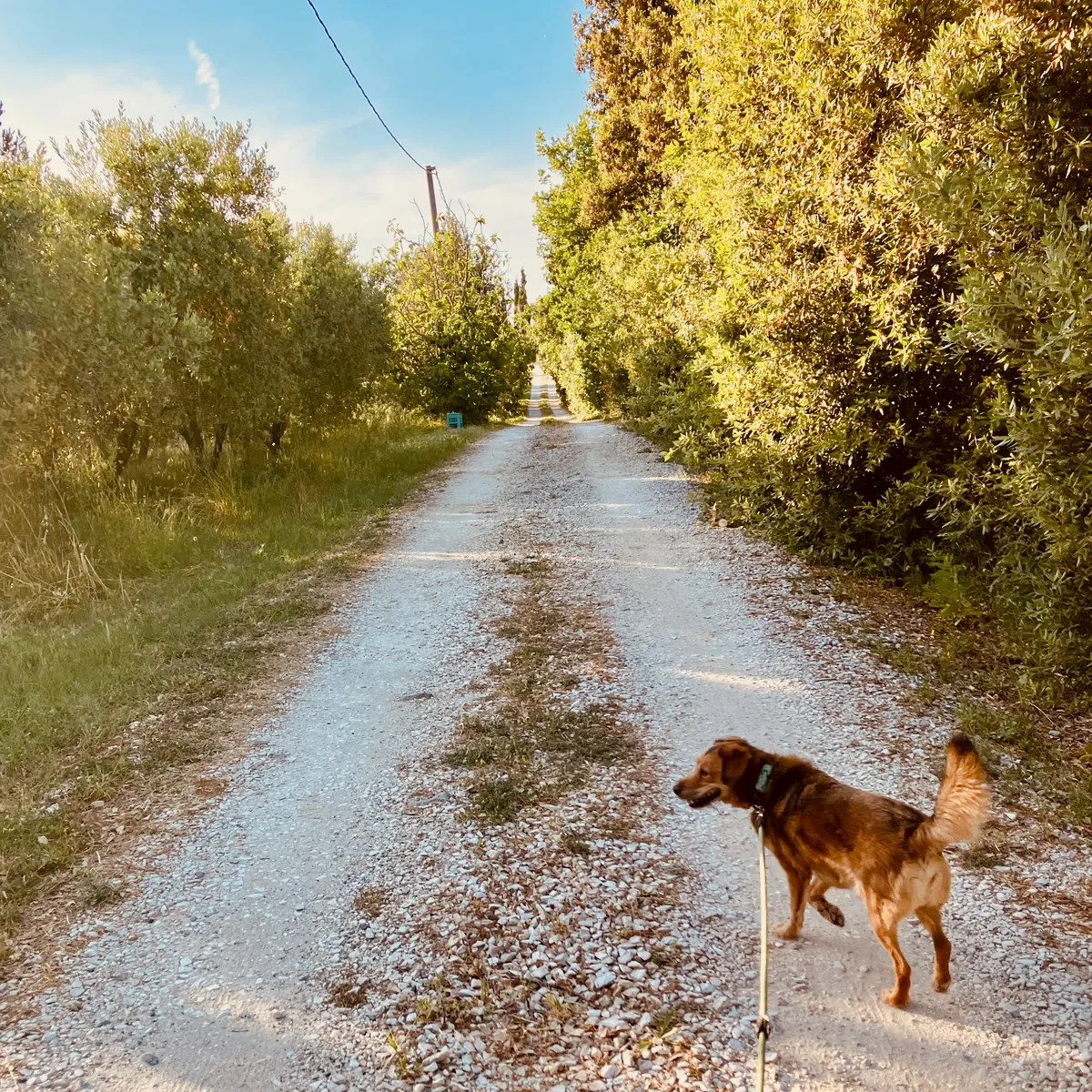 Brown terrier mix dog on leash walking down unpaved gravel road lined with trees and vegetation in Bibbona, Italy