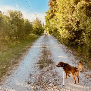 Brown terrier mix dog on leash walking down unpaved gravel road lined with trees and vegetation in Bibbona, Italy