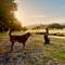 Brown terrier mix dog on leash standing in golden morning light beside tree stump in rural field with hills in background in Bibbona, Italy