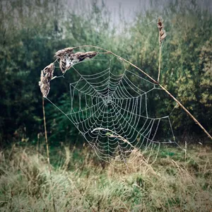 Large spider web with intricate geometric patterns covered in dewdrops, stretched between grass stems in Austrian countryside