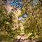 Sunlit dirt path winding through dense green forest with dappled light filtering through tree canopy, taken in Vesuvius National Park, Italy