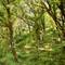 Dense forest interior with twisted tree branches and thick green undergrowth, multiple tree trunks visible through layered vegetation in Vesuvius National Park, Italy
