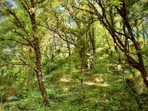 Dense forest interior with twisted tree branches and thick green undergrowth, multiple tree trunks visible through layered vegetation in Vesuvius National Park, Italy