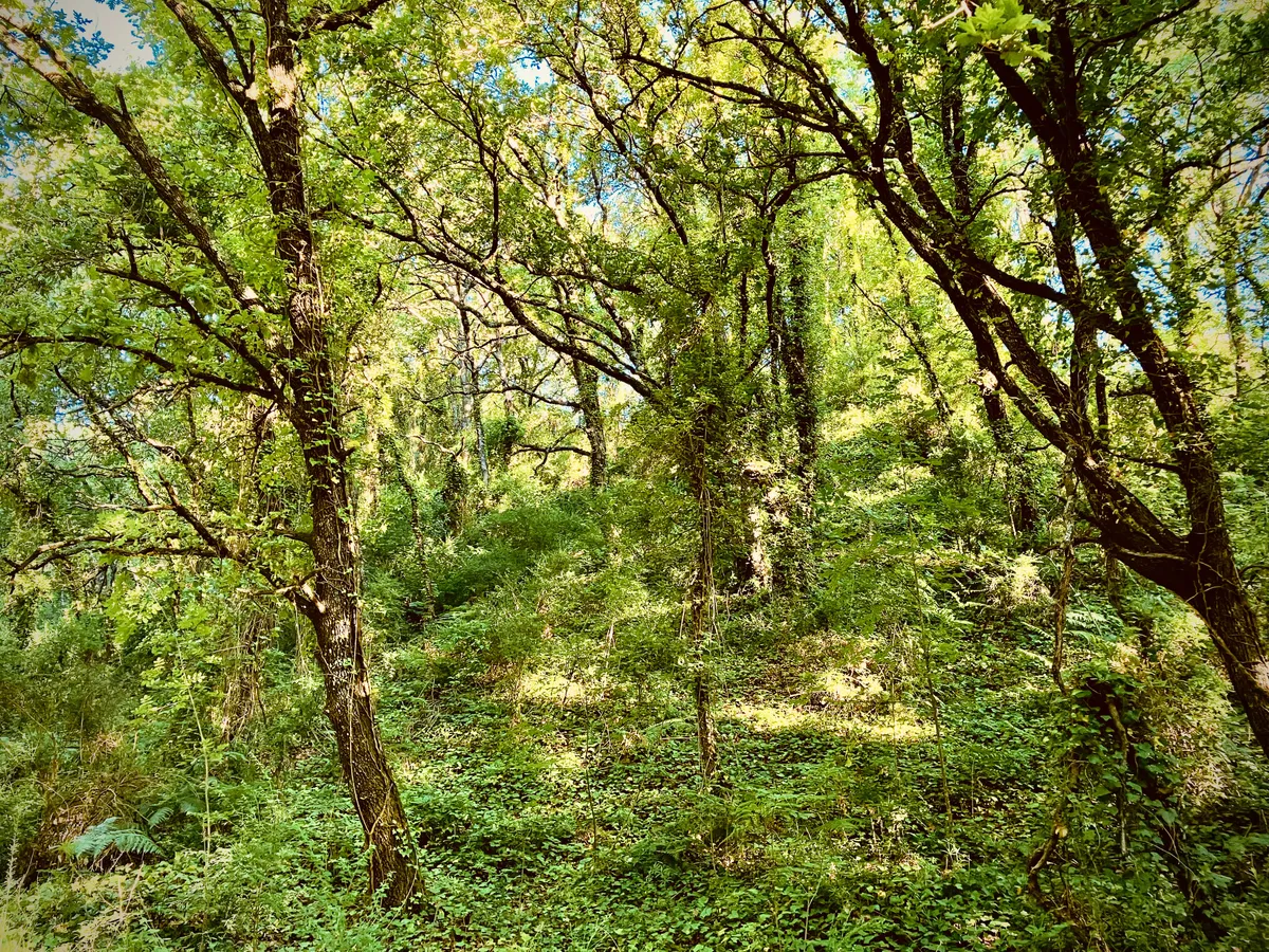 Dense forest interior with twisted tree branches and thick green undergrowth, multiple tree trunks visible through layered vegetation in Vesuvius National Park, Italy